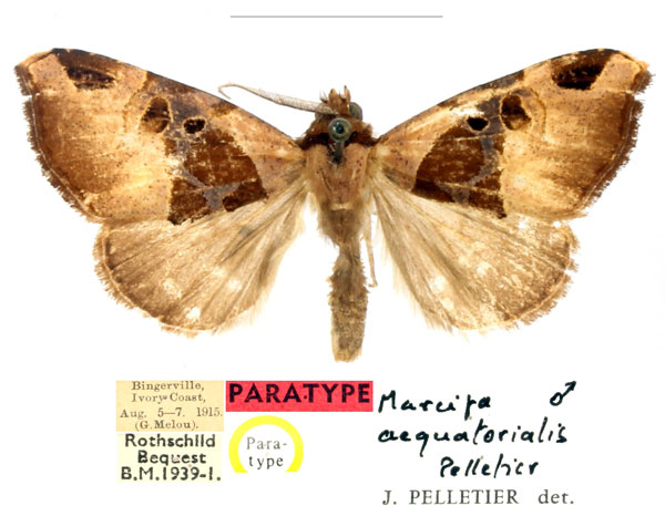 /filer/webapps/moths/media/images/A/aequatorialis_Marcipa_PTM_BMNH_4pkgyen.jpg