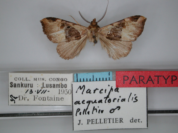/filer/webapps/moths/media/images/A/aequatorialis_Marcipa_PT_RMCA_01.jpg