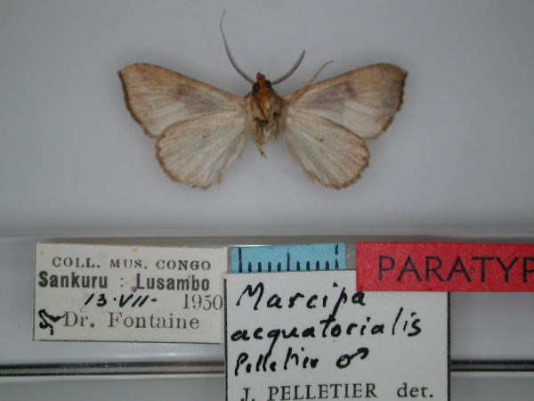 /filer/webapps/moths/media/images/A/aequatorialis_Marcipa_PT_RMCA_02.jpg