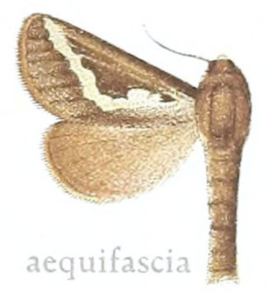 /filer/webapps/moths/media/images/A/aequifascia_Dalaca_HT_Gaede_80e.jpg
