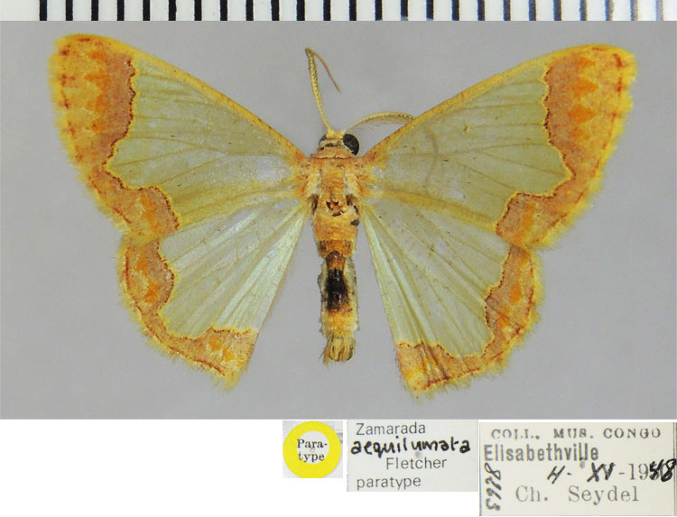 /filer/webapps/moths/media/images/A/aequilumata_Zamarada_PTM_ZSM.jpg