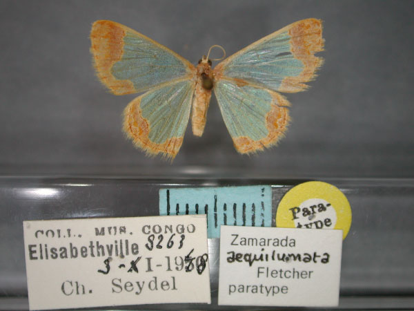 /filer/webapps/moths/media/images/A/aequilumata_Zamarada_PT_RMCA_01.jpg