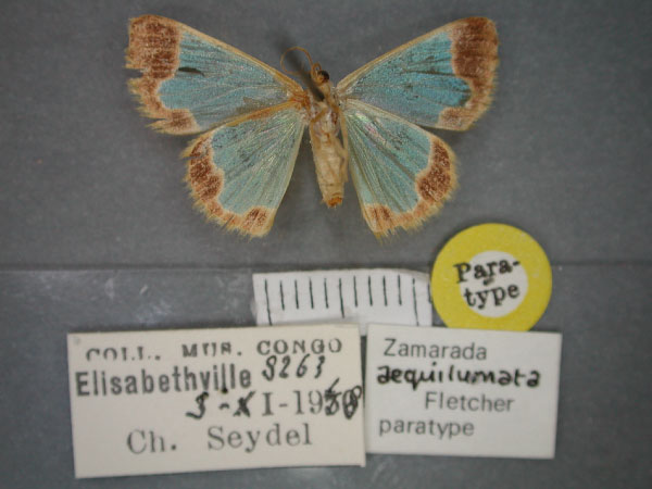 /filer/webapps/moths/media/images/A/aequilumata_Zamarada_PT_RMCA_02.jpg