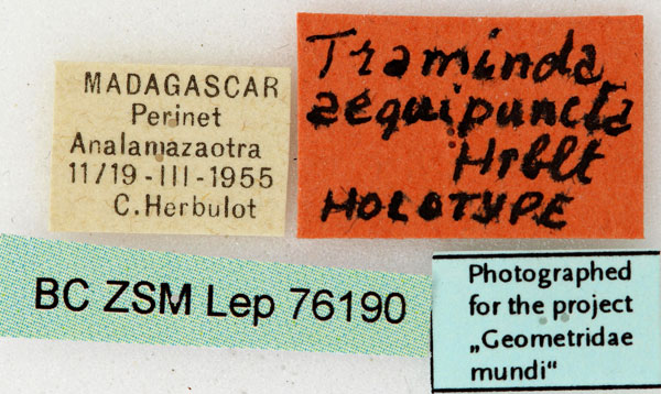 /filer/webapps/moths/media/images/A/aequipuncta_Traminda_HTLBL_ZSM.jpg