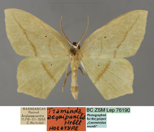 /filer/webapps/moths/media/images/A/aequipuncta_Traminda_HT_ZSM_01_KVa9oYl.jpg