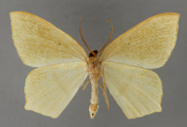 /filer/webapps/moths/media/images/A/aequipuncta_Traminda_HT_ZSM_02.jpg
