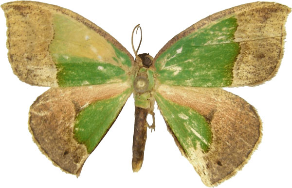 /filer/webapps/moths/media/images/A/aequisecta_Chlorodrepana_AM_MCJM.jpg