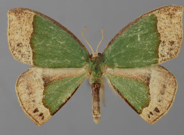 /filer/webapps/moths/media/images/A/aequisecta_Chlorodrepana_A_ZSM_01.jpg