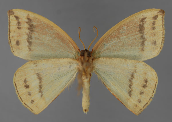 /filer/webapps/moths/media/images/A/aequisecta_Chlorodrepana_A_ZSM_02.jpg