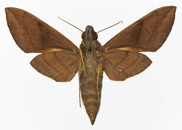 /filer/webapps/moths/media/images/A/aequivalens_Nephele_AF_Basquinb.jpg