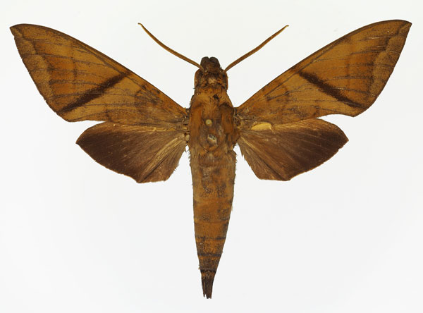 /filer/webapps/moths/media/images/A/aequivalens_Nephele_AM_Basquin_02.jpg