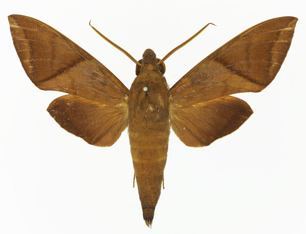 /filer/webapps/moths/media/images/A/aequivalens_Nephele_AM_Basquin_03.jpg