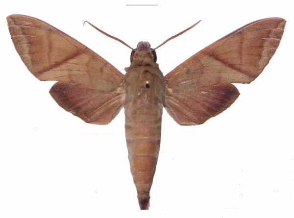 /filer/webapps/moths/media/images/A/aequivalens_Nephele_AM_EMEM.jpg