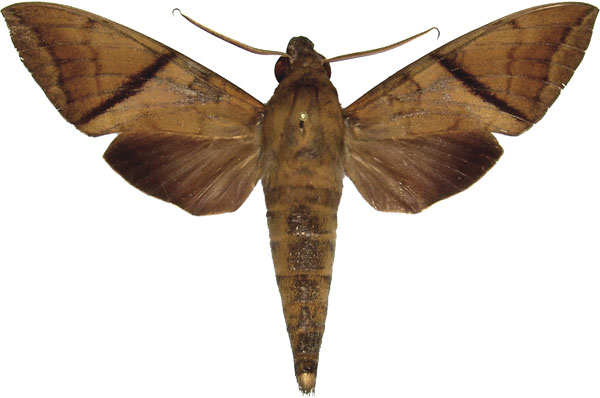 /filer/webapps/moths/media/images/A/aequivalens_Nephele_AM_MCJM.jpg