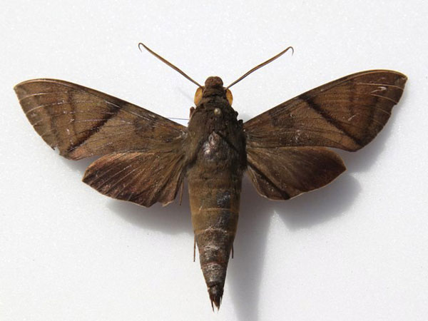 /filer/webapps/moths/media/images/A/aequivalens_Nephele_A_Goff.jpg
