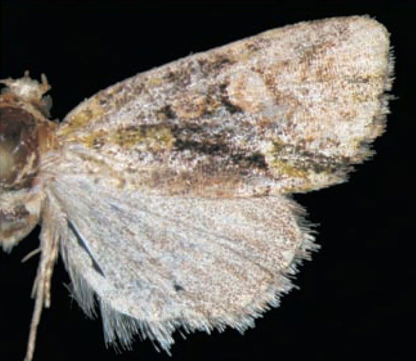 /filer/webapps/moths/media/images/A/aequivoca_Multiquaestia_HT_Trematerra.jpg