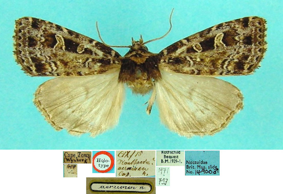 /filer/webapps/moths/media/images/A/aeramen_Dianthoecia_HT_BMNH.jpg