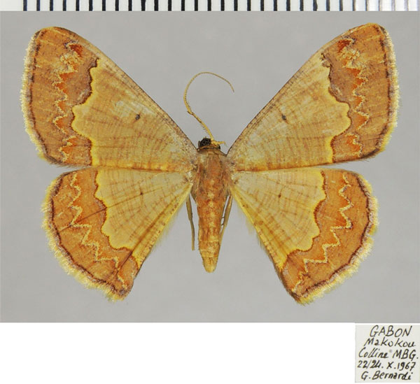 /filer/webapps/moths/media/images/A/aerata_Zamarada_AF_ZSM.jpg