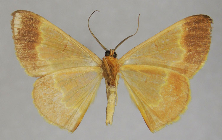 /filer/webapps/moths/media/images/A/aerata_Zamarada_PTM_ZSMb.jpg