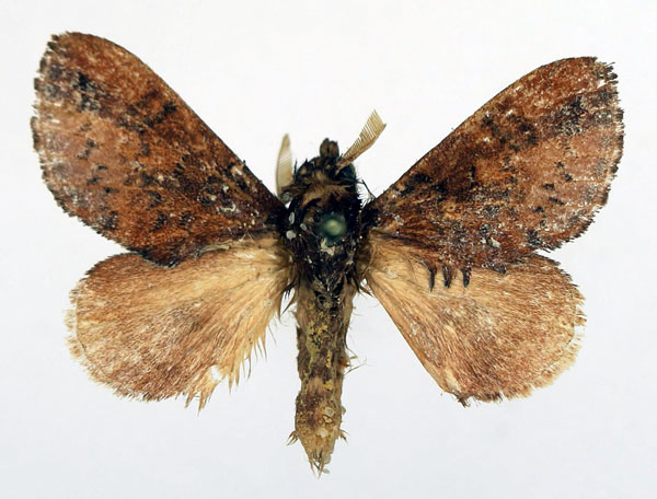 /filer/webapps/moths/media/images/A/aerea_Sunnepha_AM_Basquin_02.jpg