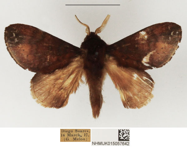 /filer/webapps/moths/media/images/A/aerea_Sunnepha_AM_NHMUK_01.jpg