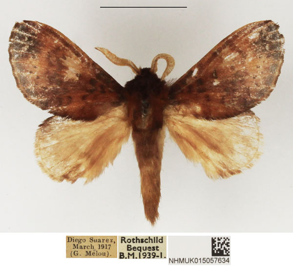 /filer/webapps/moths/media/images/A/aerea_Sunnepha_AM_NHMUK_02.jpg