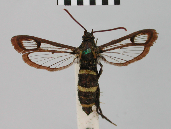 /filer/webapps/moths/media/images/A/aericincta_Synanthedon_HT_BMNH.jpg