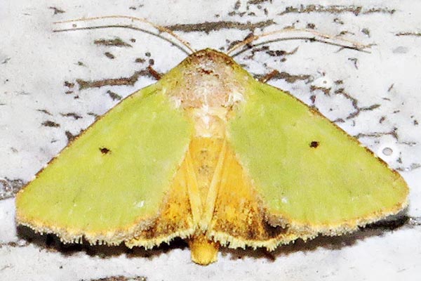 /filer/webapps/moths/media/images/A/aerugo_Adisura_A_Braun_06.jpg