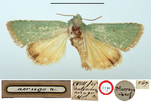 /filer/webapps/moths/media/images/A/aerugo_Adisura_HT_BMNH.jpg