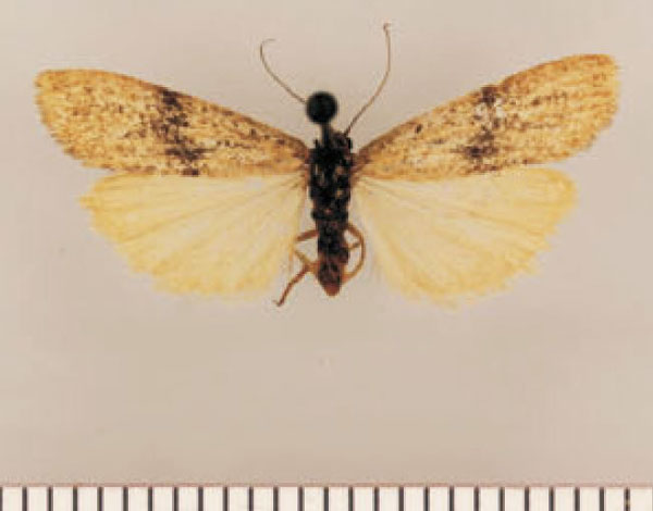 /filer/webapps/moths/media/images/A/aerumnosa_Pasteosia_HT_TMSA.jpg