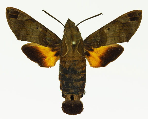 /filer/webapps/moths/media/images/A/aesalon_Macroglossum_AM_Basquin_01a.jpg