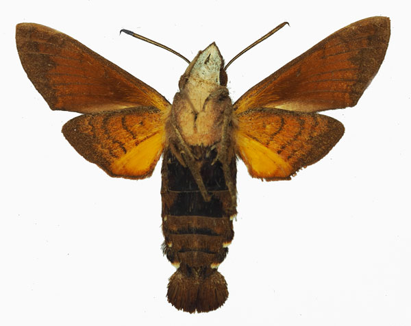 /filer/webapps/moths/media/images/A/aesalon_Macroglossum_AM_Basquin_01b.jpg