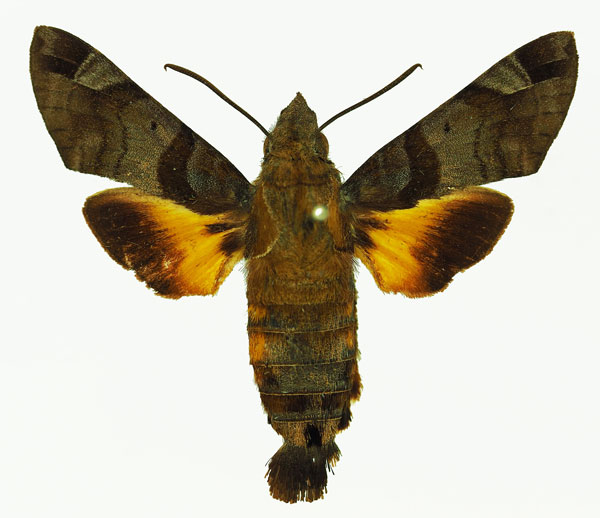 /filer/webapps/moths/media/images/A/aesalon_Macroglossum_AM_Basquin_02.jpg