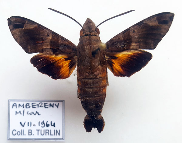 /filer/webapps/moths/media/images/A/aesalon_Macroglossum_AM_Turlin.jpg
