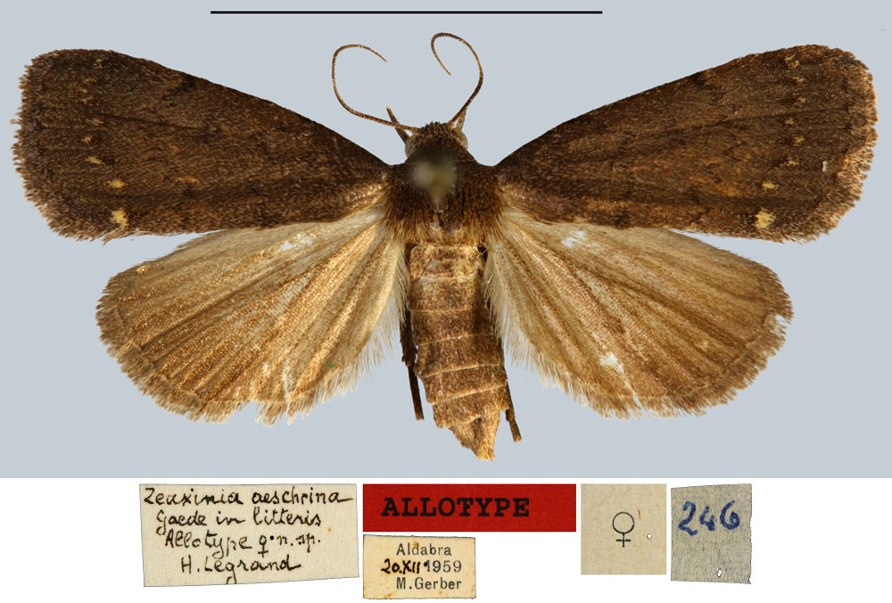 /filer/webapps/moths/media/images/A/aeschrina_Zeuxinia_AT_MNHN.jpg