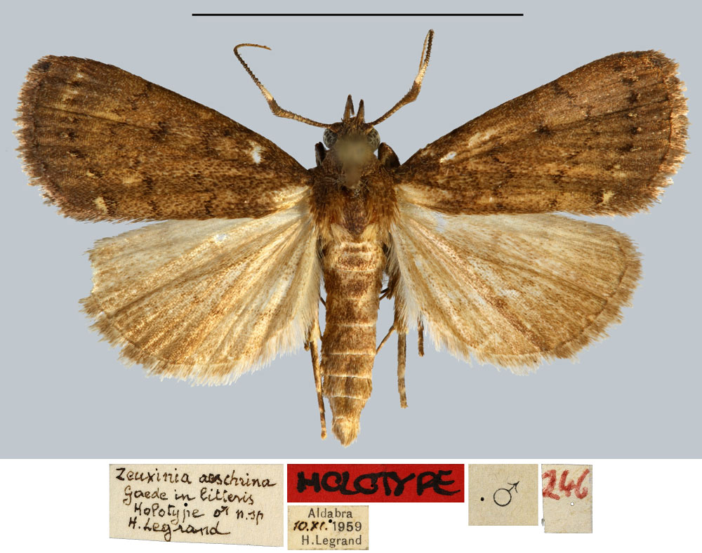 /filer/webapps/moths/media/images/A/aeschrina_Zeuxinia_HT_MNHN.jpg