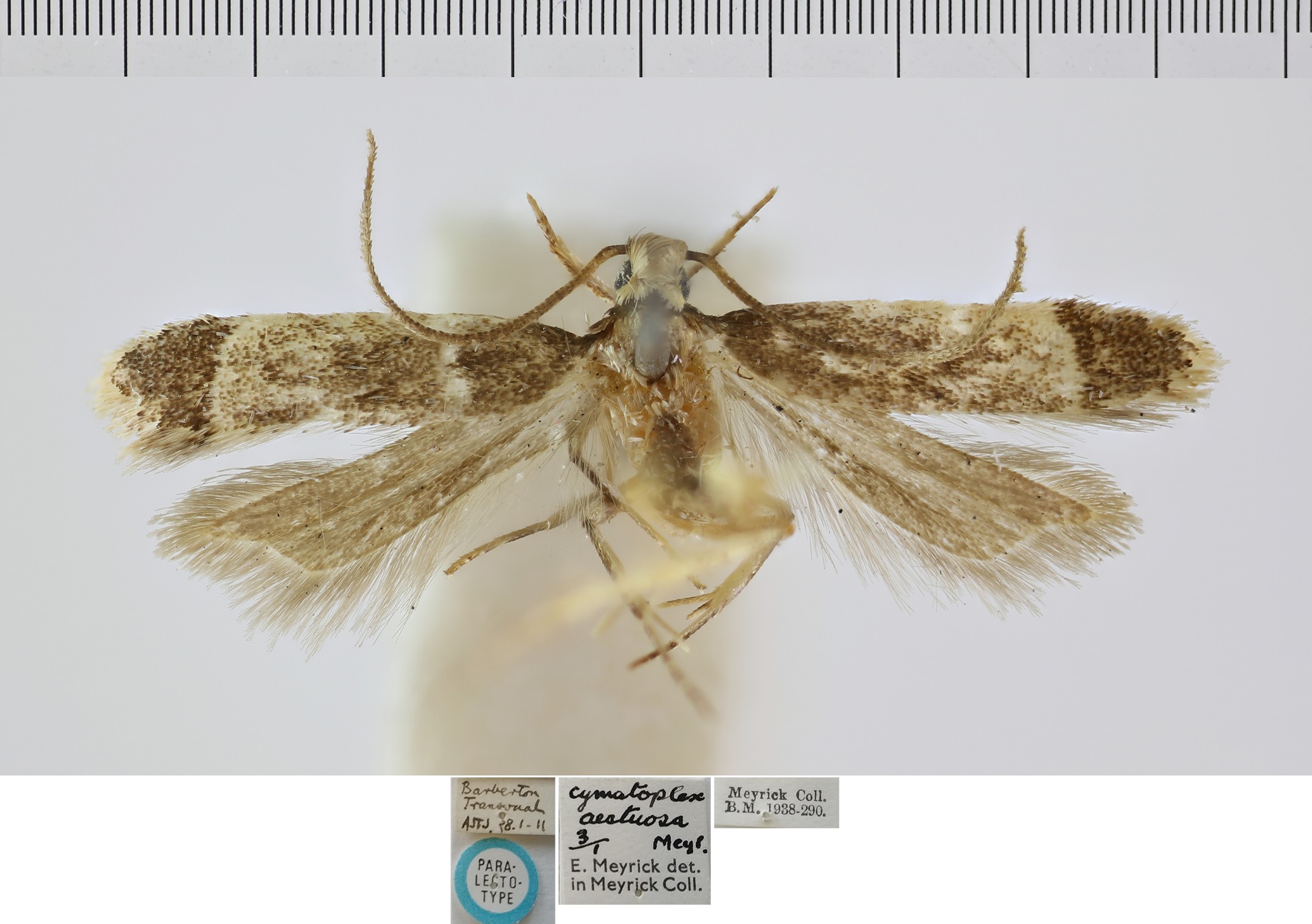 /filer/webapps/moths/media/images/A/aestuosa_Cymatoplicella_STM_NHMUK.jpg