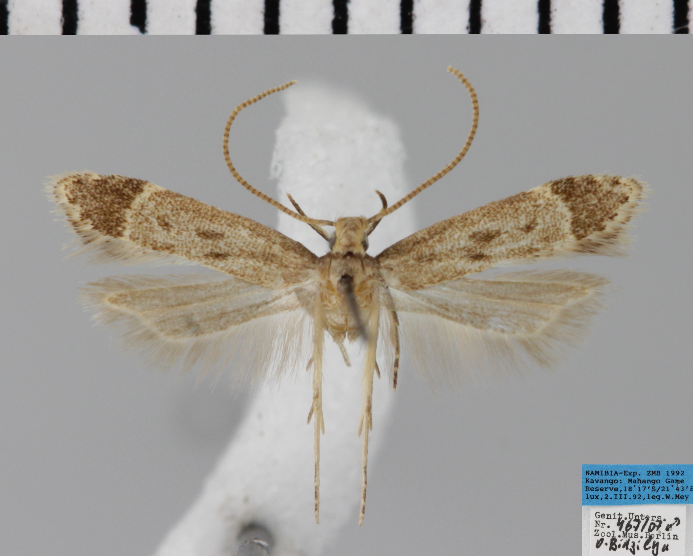 /filer/webapps/moths/media/images/A/aestuosa_Dichomeris_AM_MfN.jpg