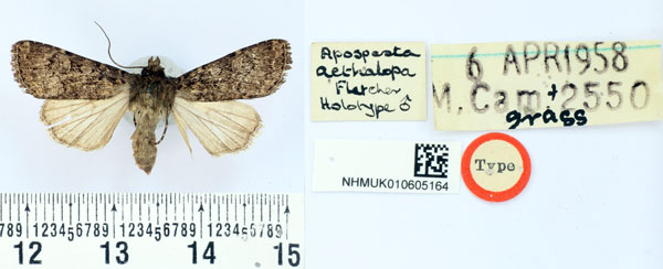 /filer/webapps/moths/media/images/A/aethalopa_Apospasta_HT_BMNH.jpg