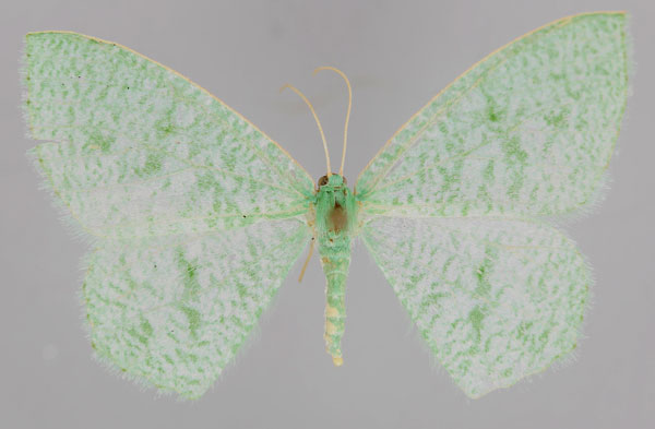 /filer/webapps/moths/media/images/A/aetherea_Xenochroma_A_ZSM_01.jpg