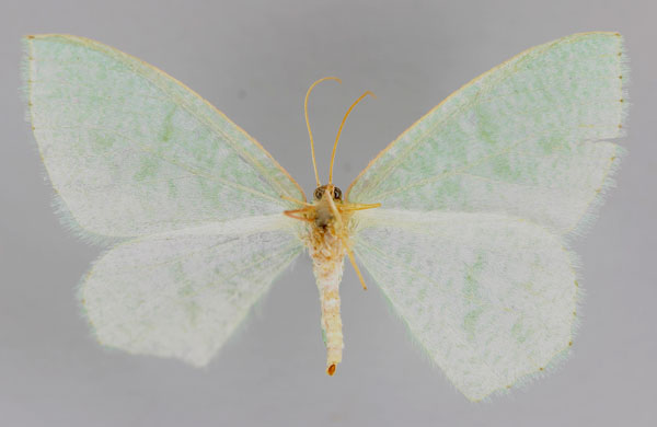 /filer/webapps/moths/media/images/A/aetherea_Xenochroma_A_ZSM_02.jpg
