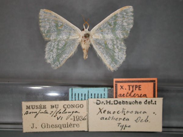 /filer/webapps/moths/media/images/A/aetherea_Xenochroma_HT_RMCA_01.jpg