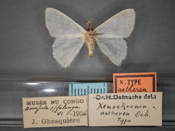 /filer/webapps/moths/media/images/A/aetherea_Xenochroma_HT_RMCA_02.jpg