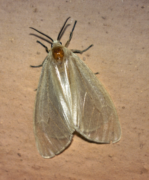 /filer/webapps/moths/media/images/A/aetheria_Ruanda_A_Roland_01.jpg