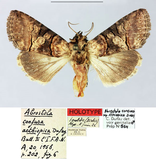 /filer/webapps/moths/media/images/A/aethiopica_Abrostola_HT_MNHN.jpg