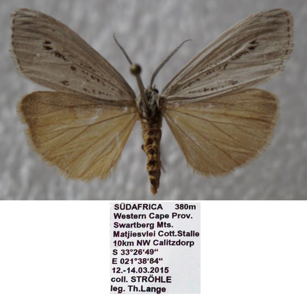 /filer/webapps/moths/media/images/A/aethiopica_Afrocoscinia_AM_Stroehle_01.jpg