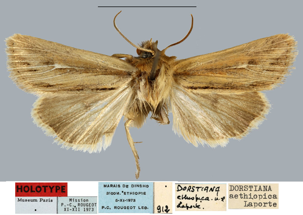 /filer/webapps/moths/media/images/A/aethiopica_Dorstiana_HT_MNHN.jpg