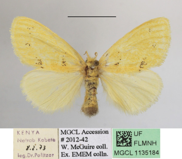 /filer/webapps/moths/media/images/A/aethiopica_Euproctis_AF_MGCLa_01.jpg