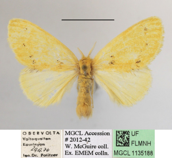 /filer/webapps/moths/media/images/A/aethiopica_Euproctis_AF_MGCLa_03.jpg