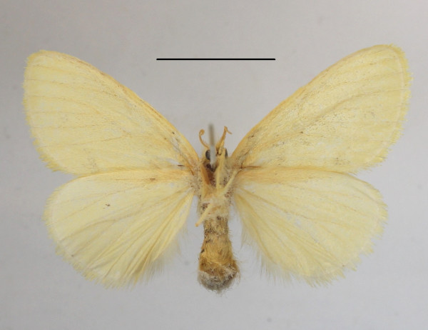 /filer/webapps/moths/media/images/A/aethiopica_Euproctis_AF_MGCLb_01.jpg